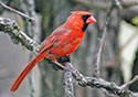 Cardinalis cardinalis